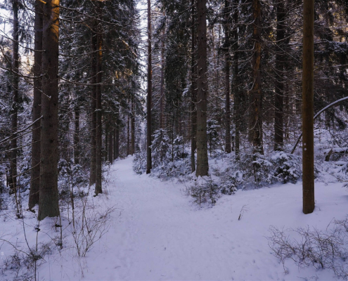 308-gallery5-nukari-rapids-winter-forest-walk-finland
